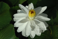 Missouri huge white flowering nite blooming tropical lily bare root