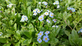 Myosotis scirpoides (blue forget-me-not) gallon