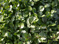 Nasturtium officinale (water cress) gallon