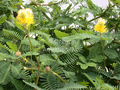 Neptunia aquatica (sensitive plant) BARE ROOT