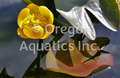 Nuphar japonica (Japanese pond lily)