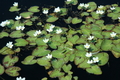 Nymphoides cristata (varieg. water snowflake) gal pot