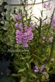 Physostegia virginiana Obedient Plant