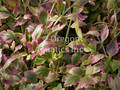 Oenanthe javanica Flamingo (variegated water celery) gallon