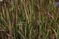 Oryza sativa Dwarf black madris grass