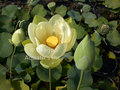 Perrys Giant Sunburst lotus potted