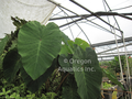 Colocasia esc.`Pink China Pink China taro.