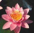 Pink Sensation - Pink Hardy Lily