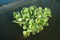 Pistia strat. Jurassic (Jurassic water lettuce); must be in water 65+ degrees CA