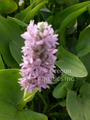 Pontederia cordata Pink Pons(pink pickerel) gallon **ILLEGAL IN CALIFORNIA**