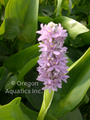 Pontederia cordata Pink Pons (Pink Pickerel Rush) bare root