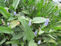 Pontederia cordata (pickerel rush) gallon