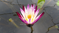 Purple Joy day blooming tropical lily bare root