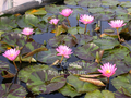 Queen of Siam - Pink Day Blooming Tropical Lily bare root