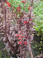 Lobelia Queen Victoria gallon