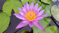 Royal Purple  purple blooms.