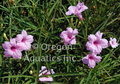 Ruellia brittoniana Dwarf Pink Ruellia