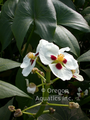 Sagittaria montevidensis (aztec arrowhead) bare root