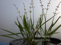 Sagittaria sp. - Rubra (Dwarf Red Stemmed Sagittaria)