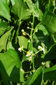 Sagittaria latifolia (arrowhead) bare root