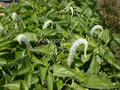 Saururus cernuss (lizard tail) bare root