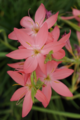 Schizostylus coccinea Oregon Sunrise