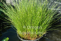 Scirpus cernuus (Fiber Optics Rush) Bare Root