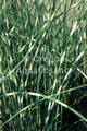 Scirpus Zebrinus (bare root)