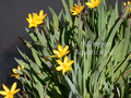 Sisyrinchium californicum (yellow eyed grass) gallon
