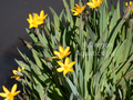 Sisyrinchium californicum (Yellow Eyed Grass) bare root