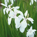 Iris laevigata Snowdrift