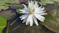 Snowflake - White Hardy Lily