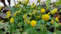 Spilanthes Acmella oleracea Lemon Drops Toothache Plant