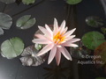 Starbright, pinkish white hardy lily, 8x5 pot