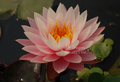 Sunfire large pink & yellow hardy lily -