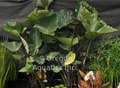 Colocasia `Tea Cuptea cup taro gallon