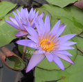 Teri Dunn blue tropical day blooming (nymphaea hybrid) Viviparousbare root