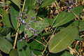 Thalia dealbata (hardy water canna) gallon