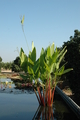 Thalia geniculata ruminoides (redstem thalia) bare root