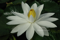 Trudy Slocum white night blooming trop lily 8x5 pot