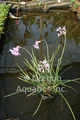 Tulbaghia violacea (society garlic) gallon