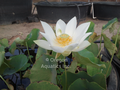 Tulip - Lotus bare root tuber