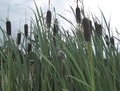 Typha latifolia (Common Cattail) bare root