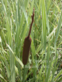 Typha latifolia Variegata (varieg. cattail) gallon