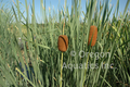 Typha laxmannii (graceful cattail) gallon