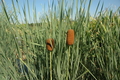 Typha laxmannii (Graceful Cattail bare root