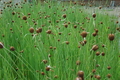 Typha minima Europa (micro miniature cattail) bare root