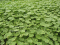 Hydrocotyle verticillata (water pennywort) gallon