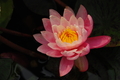 White Hot - Pink Hardy Lily