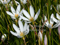 Zephyranthes candida (White Fairy Lily) bare root